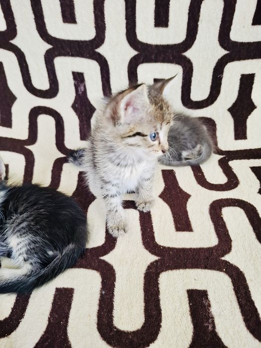 Отдам котят, мальчики, 1,5 мес