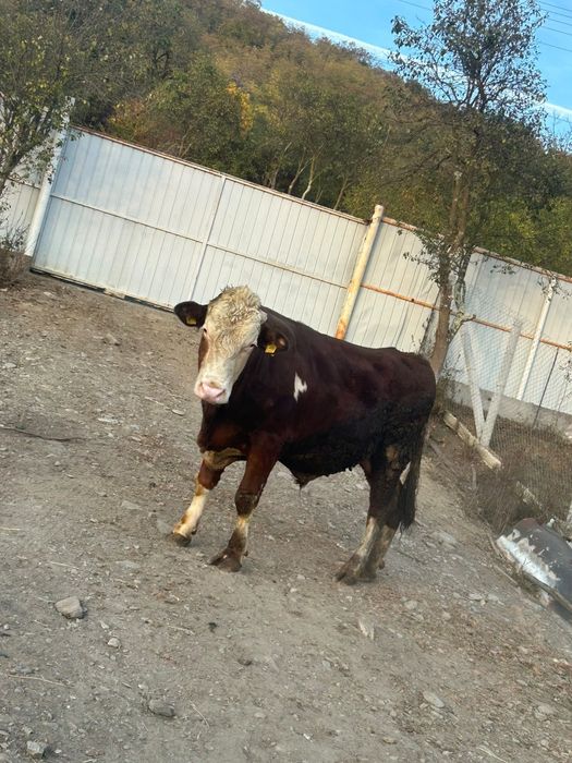 Vând vaca și taur