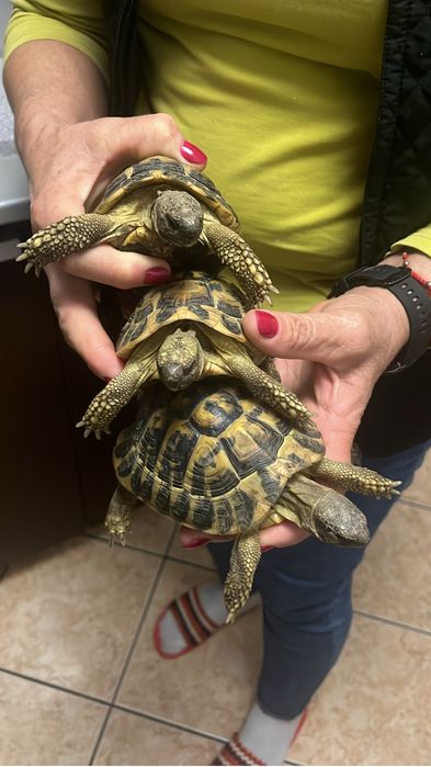 Testoase terestre Testudo 15 cm