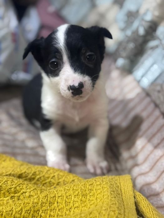 Отдам щенков бесплатно