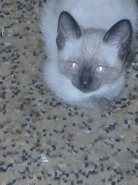 Котята британо-сиамские