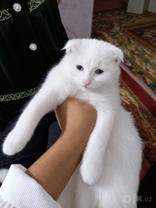 Scottish Fold oppoq rangli
