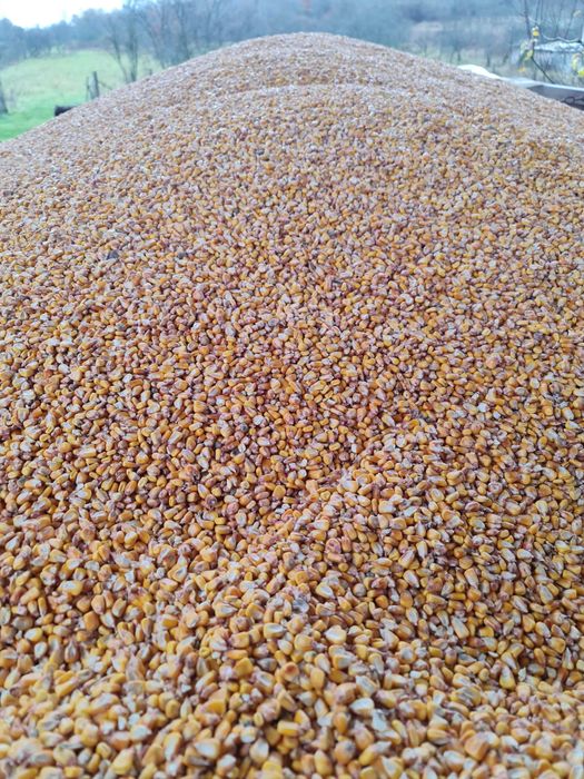 Vând Porumb Boabe