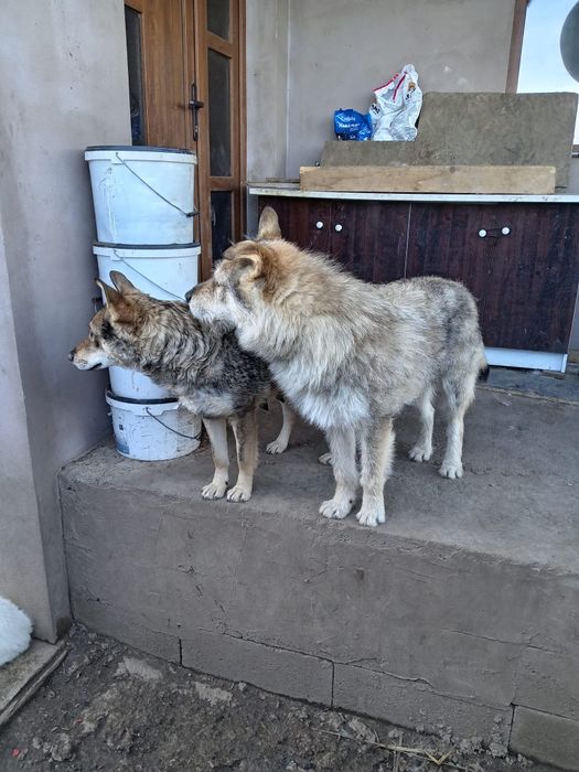 Donez 4 pui de lup cehoslovac