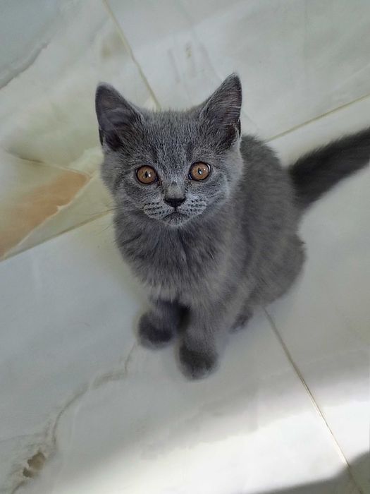 Британски късокосмести котенца