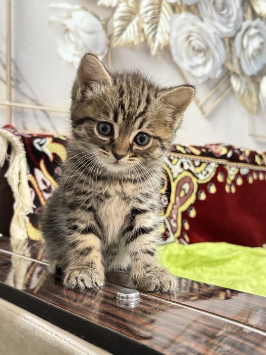 Котенок ищет любящую семью