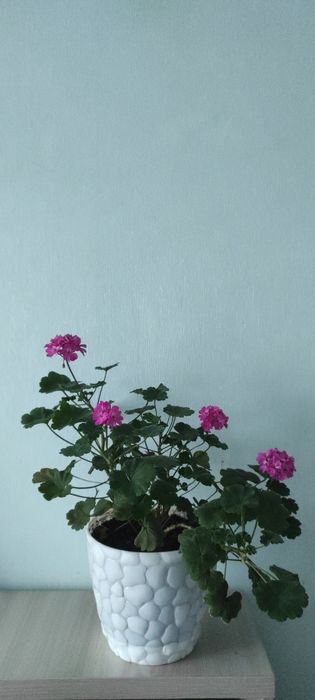 Герань комнатное растение