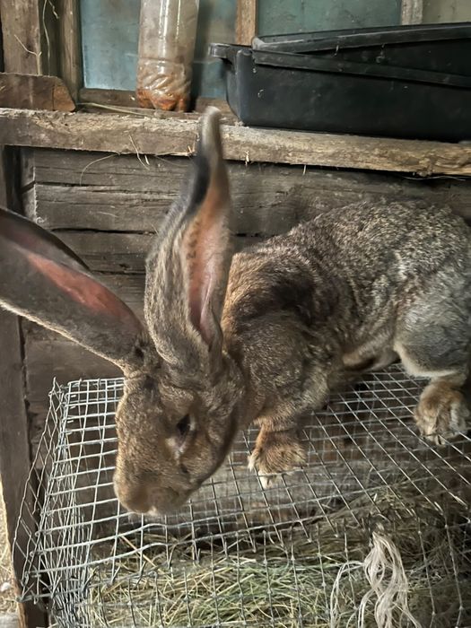 Продам две кролихи чистый фландер