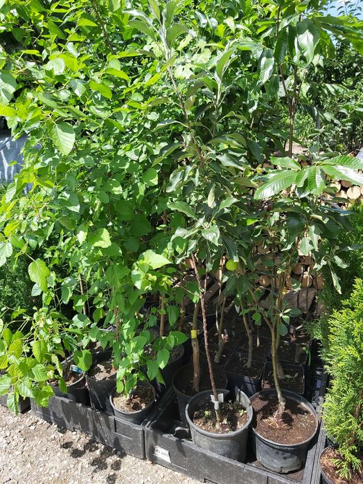 Pomi fructiferi si arbusti fructiferi in ghiveci