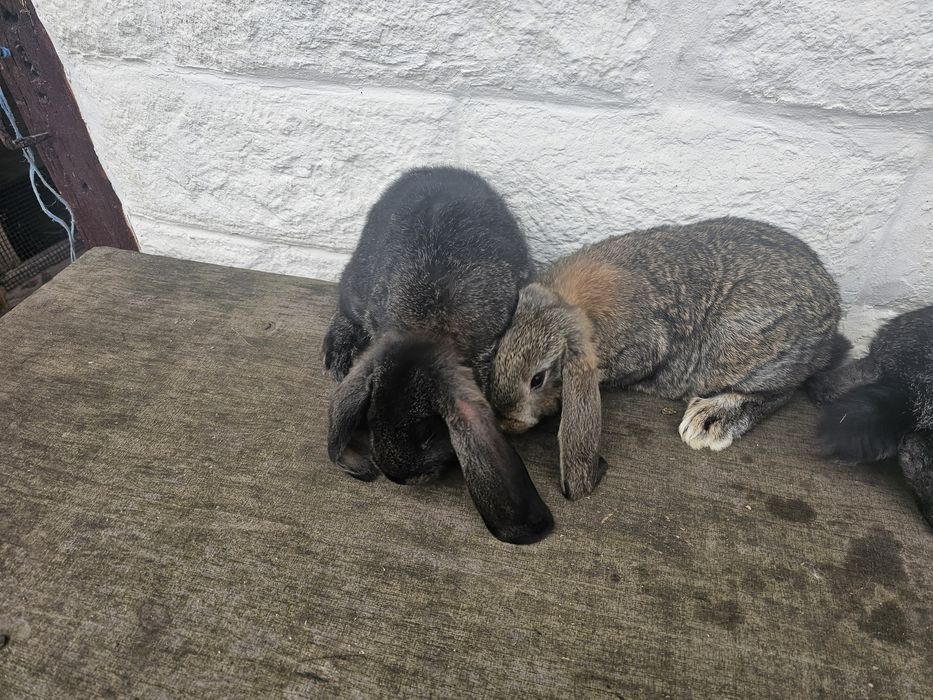 Iepuri berbec german