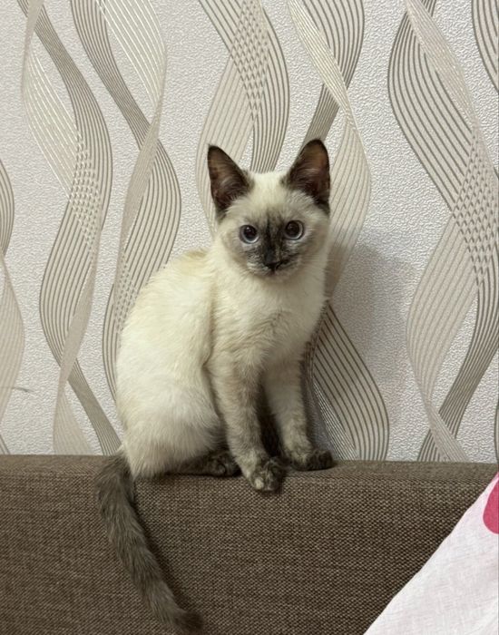 котик алматы алмалинский район