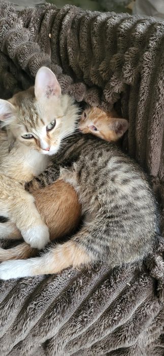 Котята 2 мес. Мальчик девочка