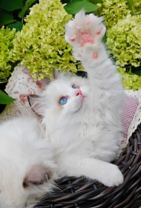 Регдоллы чистокровные