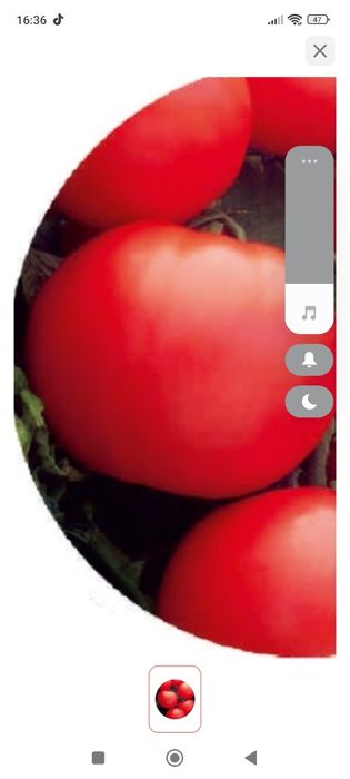 Продам рассаду помидор.доставка