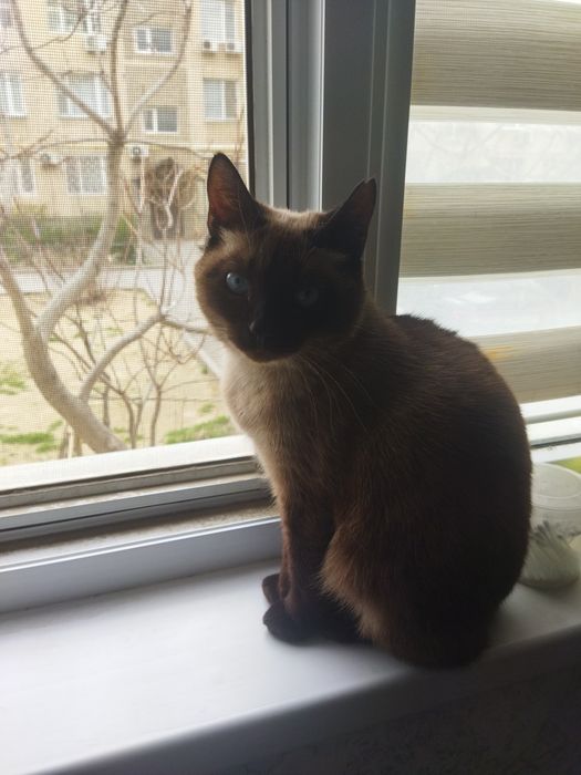 Кошка Тайской породы