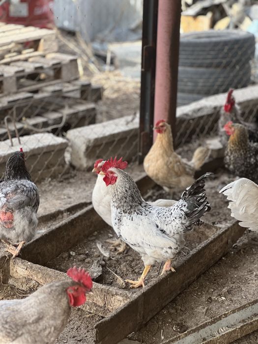 Продам петуха домашнего