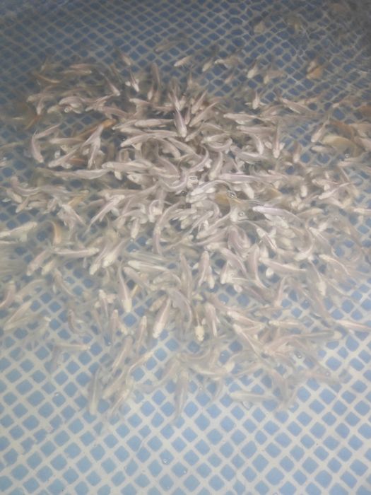 Koi karp baliqlar sotiladi