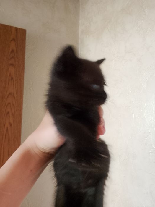 Отдам котят добрые руки