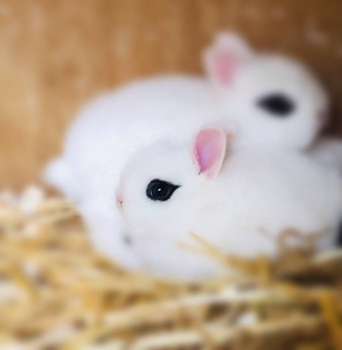 Карлик хатот сотувда Самарканд шахар