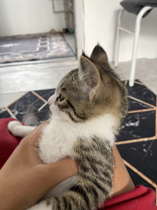 Отдам котика в хорошые руки