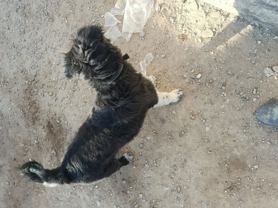 Продаётся щенок гибрид