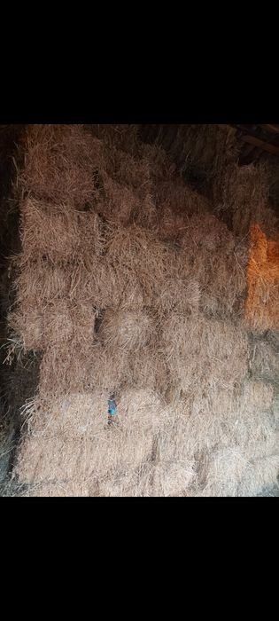 Baloti lucerna calitate foarte bună 2025