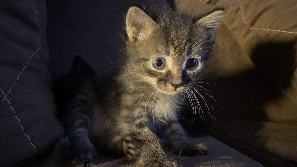 Котята в добрые руки бесплатно!