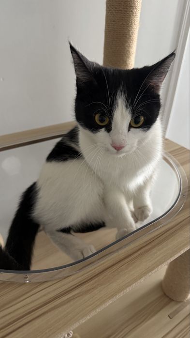 Кошечка 9 месяцев