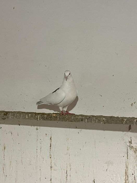 Кептерлер 3000тг