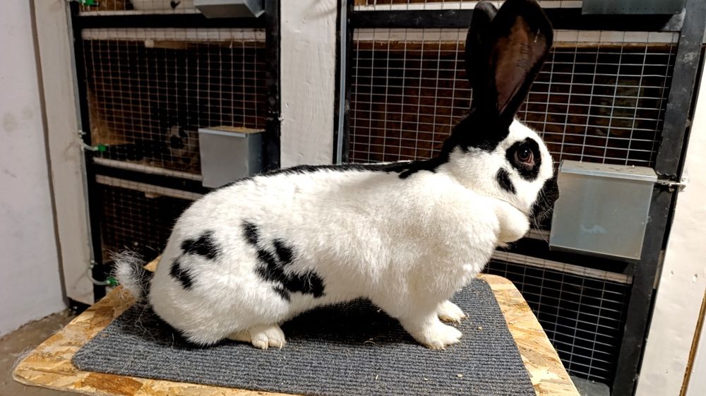 Iepuri fluture german