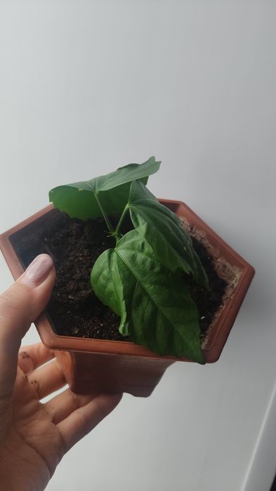 Гибискус Роза красная