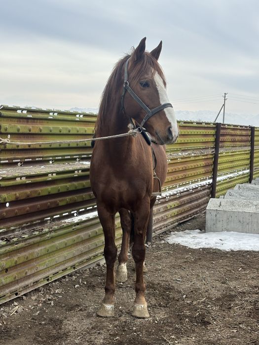 Продам Дончак Жеребец