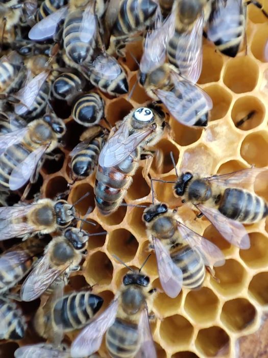 Mătci / Regine / Albine Carnica F1