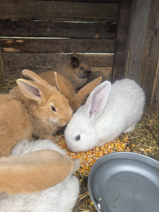 Vand iepurasi urias german