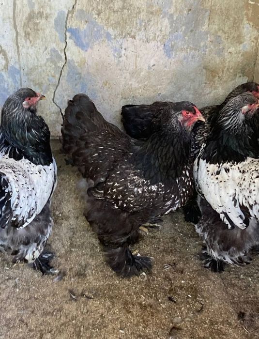 Brama tochkali jõja va tuxumlar