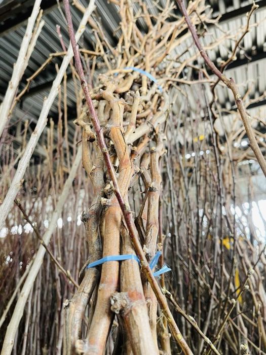 Все сорта винограда