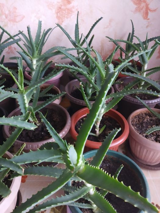 Алоэ лечебный  ,многолетний