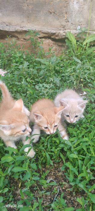 Отдам котят в добрые руки