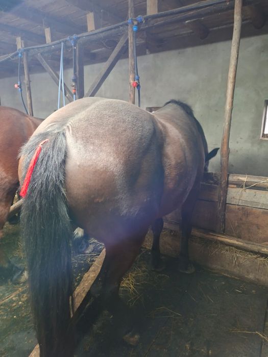 Vand iapa 8 ani cu acte mai multe detali in privat