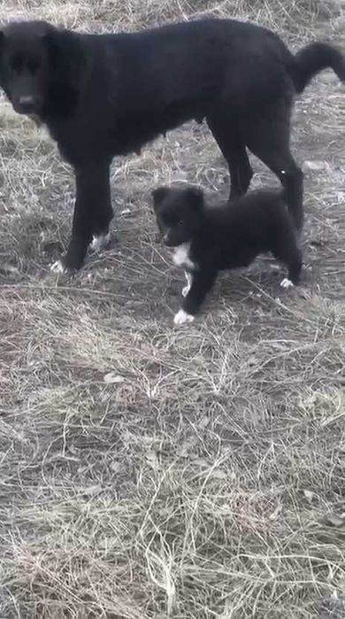 Ищем любящих хозяев