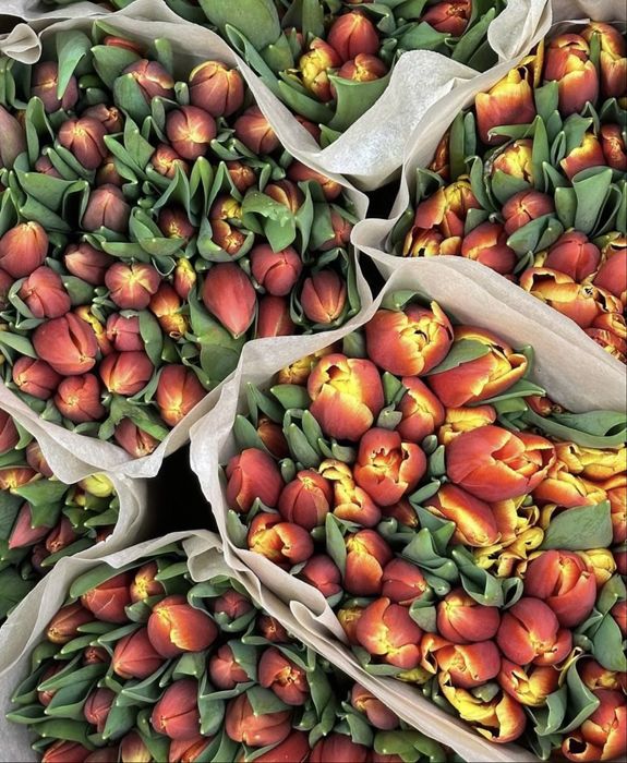 Тюльпаны оптом Уральск