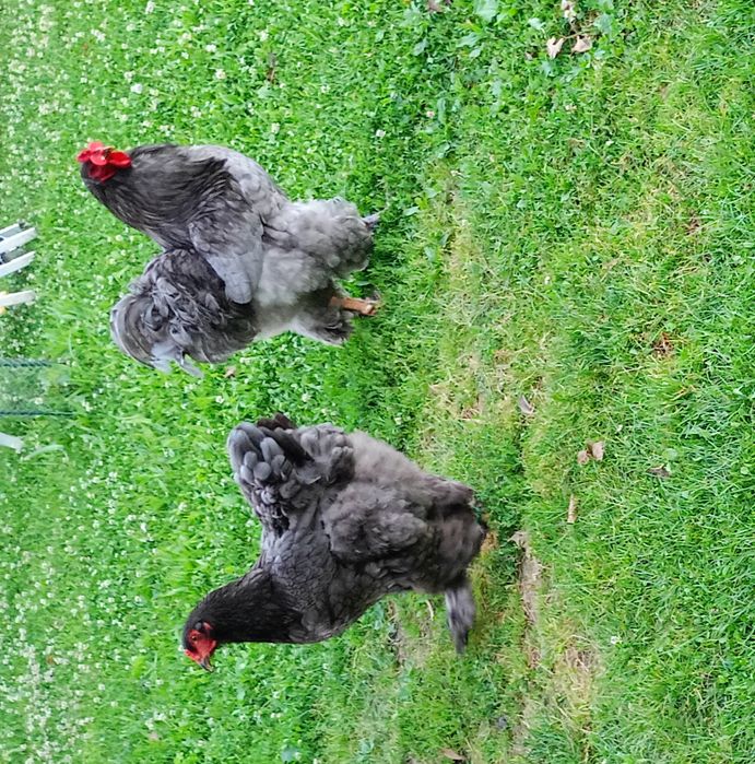 Găini și Cocoși Brahma  150 ,,,250. Lei in funcție de pasăre