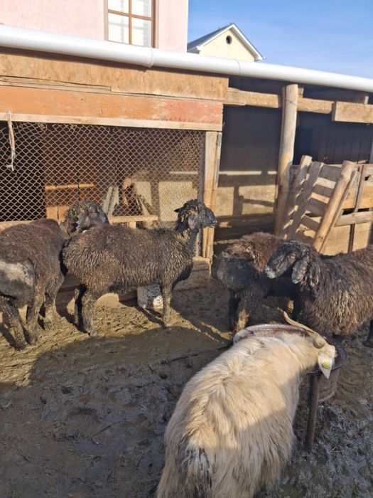 Гиссары тоқтылары