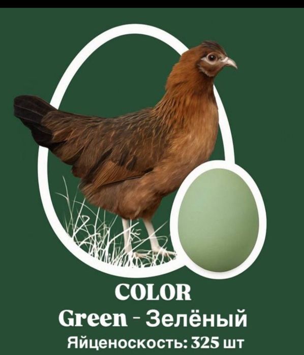 Продам цыплят несушки