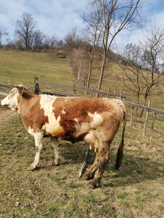 Vând vacă bună de lapte