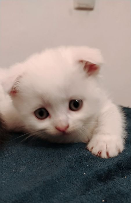Белые шотландские вислоухие котята