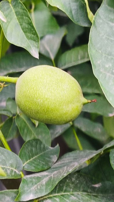 Китайский Орех (Қабығы Жұқа)