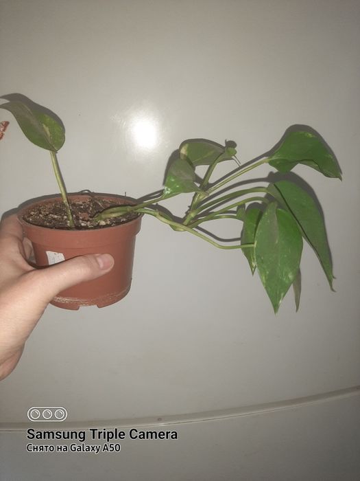 Сингониум, клеродендрум