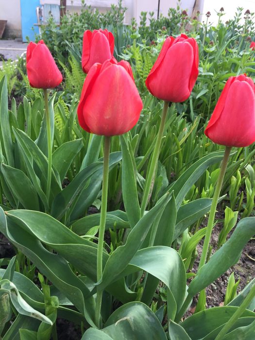 луковицы сортовых тюльпанов,трубчатых нарциссов,белых гиацинтов