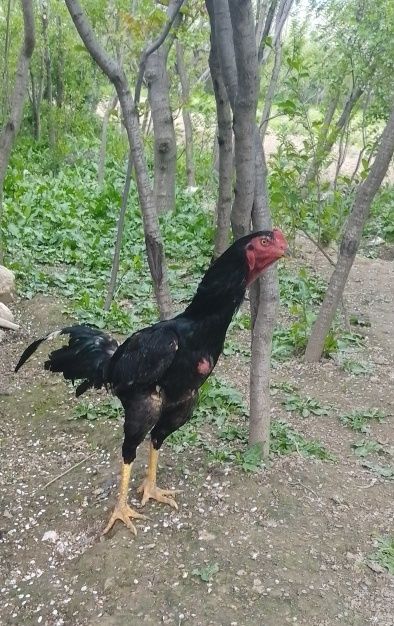 Dakan xoʻroz sotiladi 10 oylik